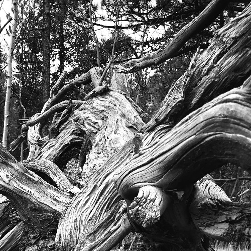 the woods’ insatiate silence