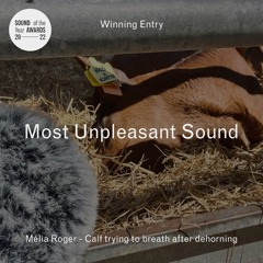 SOYA : 'most unpleasant sound' of year 2022 / Calf Trying To Breath After Dehorning