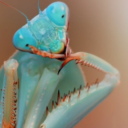 Buggin out Vol 1