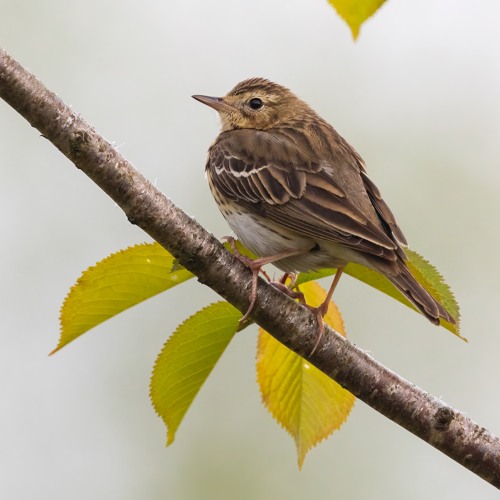 Tree Pipit - Mk 2 - MixPre - 7095