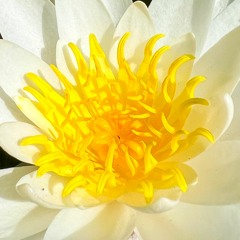 Peps Goldberg // Nymphaea Alba