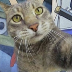 kurtains talk talk (remix)