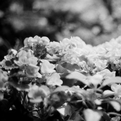 Instrumental Releases