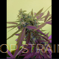 WAJTR x MIGEL - TOP STRAIN