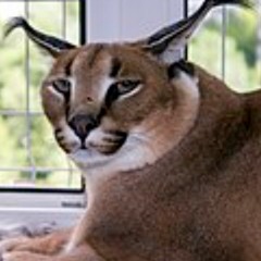 some good no lyric songs