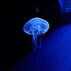 Bioluminescence (with Neuralfold)