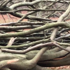 -Innozez-song-with-scary-thunder-and-movie-too-