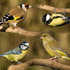 Sussex Birds for Wind, Brass and Percussion Nicolas Kingman