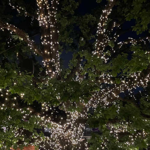 blue and red sirens ft momo X kutty ilychrxme