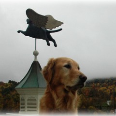 I Love My Dog. The Song.