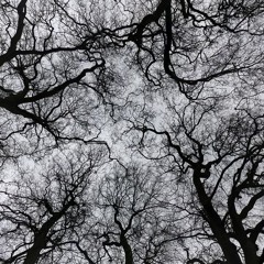 Forest Psytrance 🌳🌲