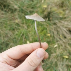 Song for an Oasis.m4a