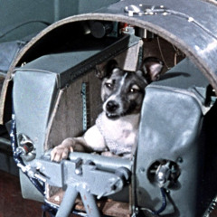 laika dog