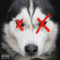 HUSKY RIP MELVO