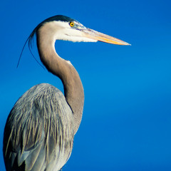 Still like a Heron Presence Attunement