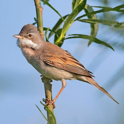 Common Whitethroat at Guyzance River Coquet