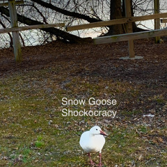 Snow Goose