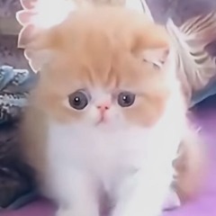 pizza tower escape songs