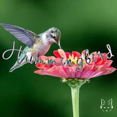 Melokat - Hummingbird