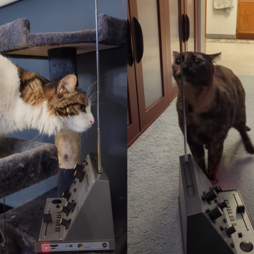 2 Cats, 1 Theremin