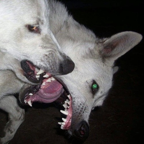 before you leave me (the cake is a lie) (mv in description)