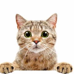 Cat Meowing
