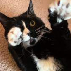 Audio combat flutalicious