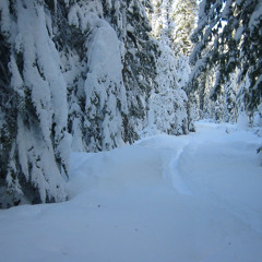 Princess Pine .1