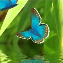 Zen Collection: Musique Relaxante, Zen Musique pour Meditation et Détente, Yoga, Qi Gong et Tai chi