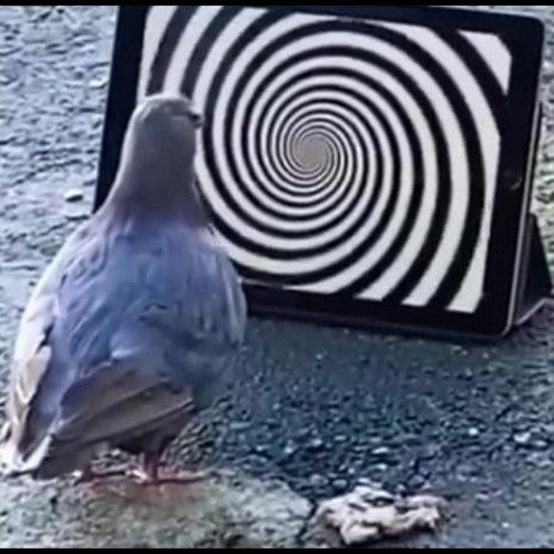 Stablemates - Sora Ichikawa