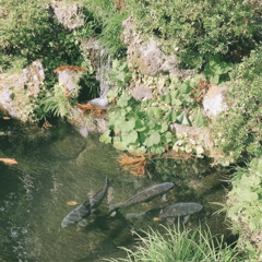 魚上氷