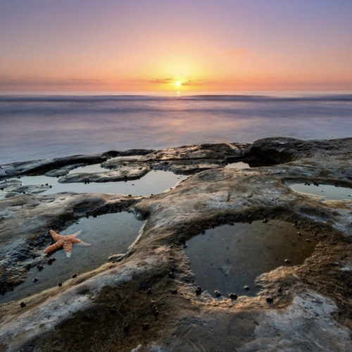 Tidal Pools