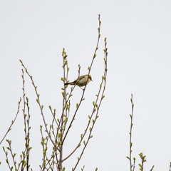 Willow Warbler of College Valley