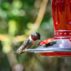 The Hummingbird (feat. Fr. Harris)