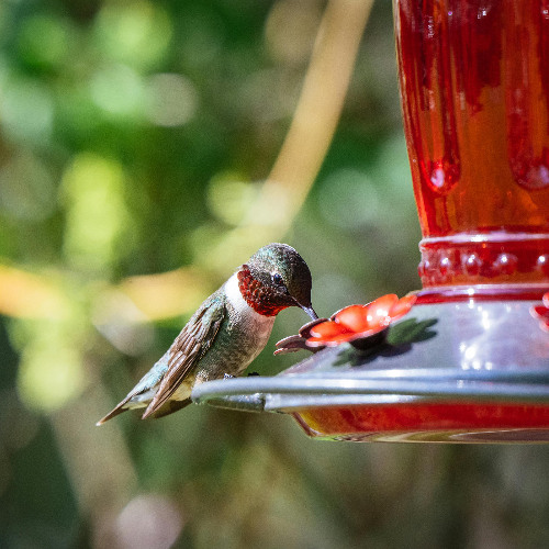 The Hummingbird (feat. Fr. Harris)