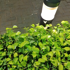 Chalo_Pathron_se_hi_ab_dil_lagain_Syeda_Hadia_Hashmi(256k).mp3