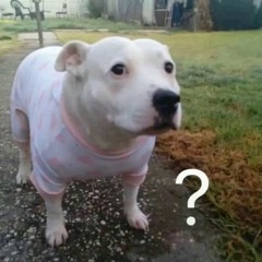 heinous crimes w regg prod 99paindebt