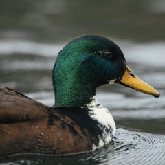 float like a duck, burn like a witch.