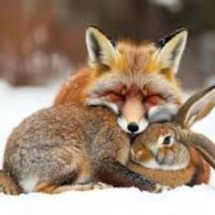 I'm Friends With A Fox And A Rabbit