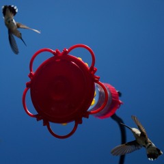 backyard hummingbirds
