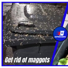 How to get rids of maggots Faster