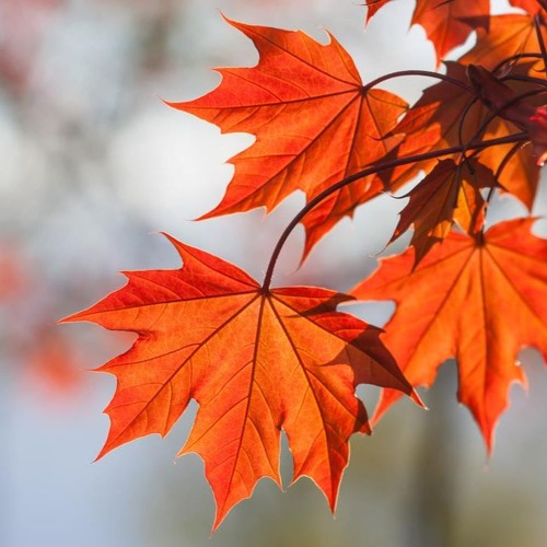 Ambiance d'automne v2