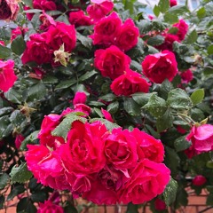 Johnny Stimson - Flower (cover)