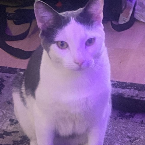 Fancy Feast 18: Mr. Ziggy