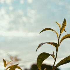 Escolhendo facilidade Alegria e glória