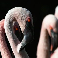 The Flamingo Speaks