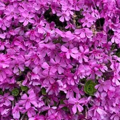 [Deutsch/German] Dharma Nachricht, 24.5.2020