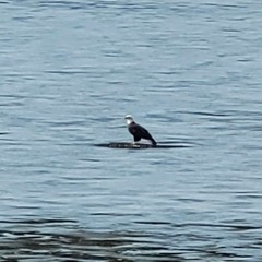 Bird song