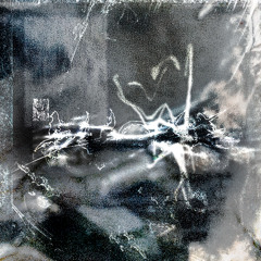 COUNT - BLACKTAIL