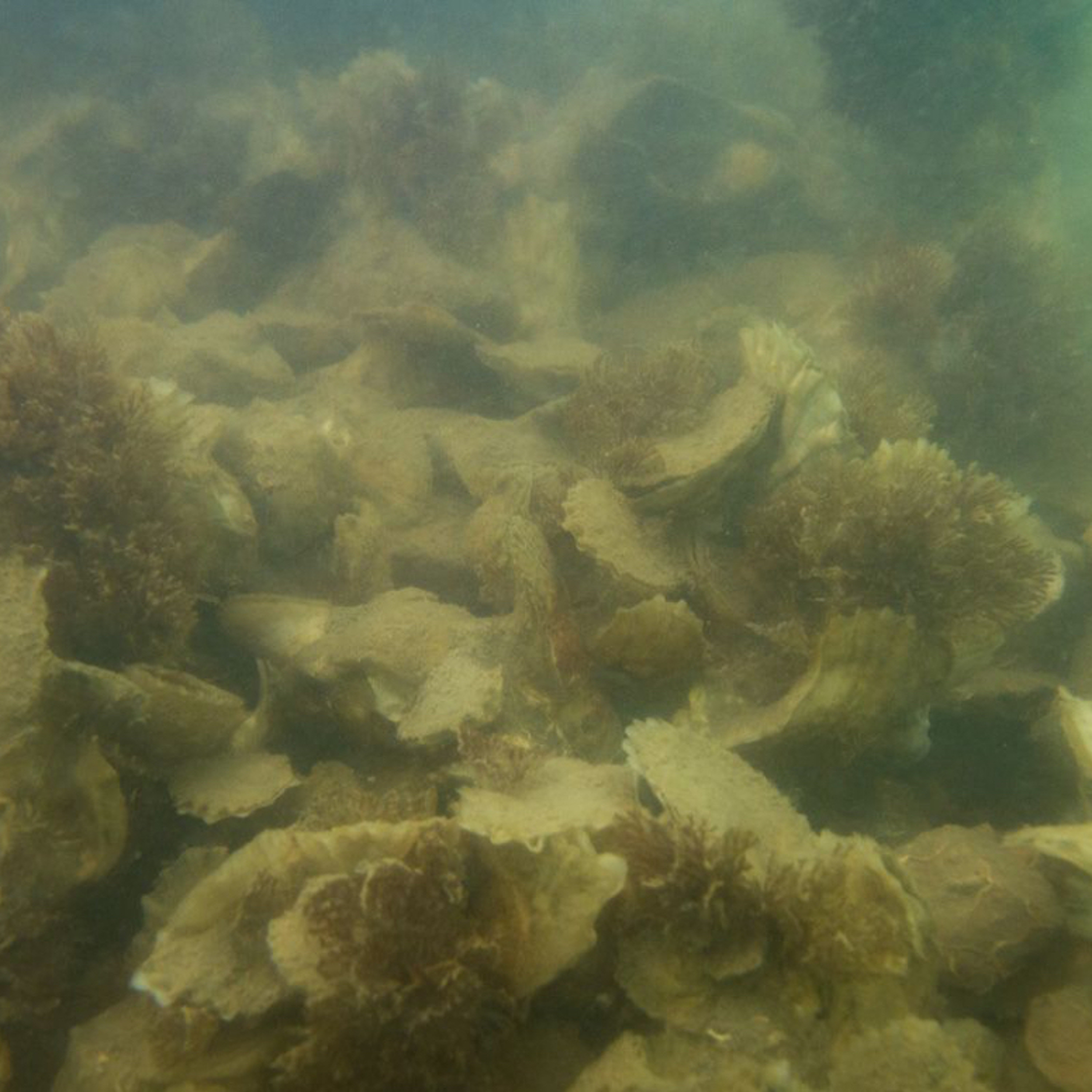 Coastal Advocacy Adventures Podcast